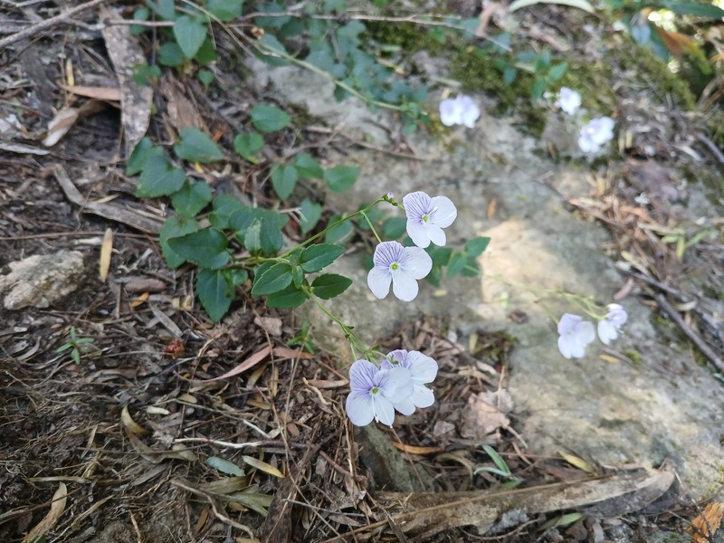Veronica lithophila photo 7