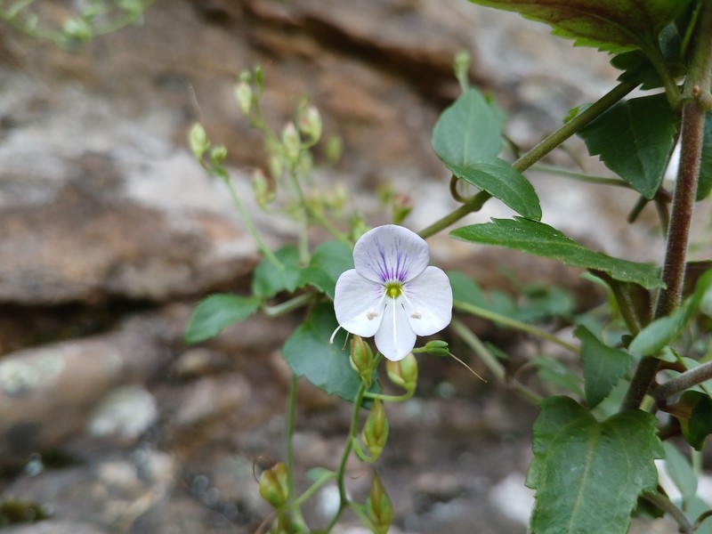 Veronica lithophila photo 8