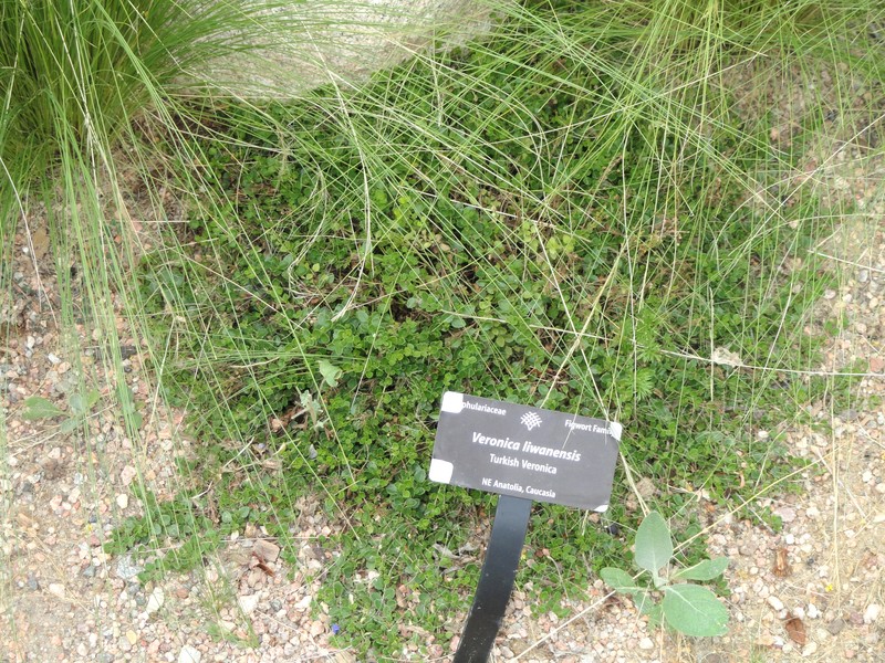 Veronica liwanensis photo 2
