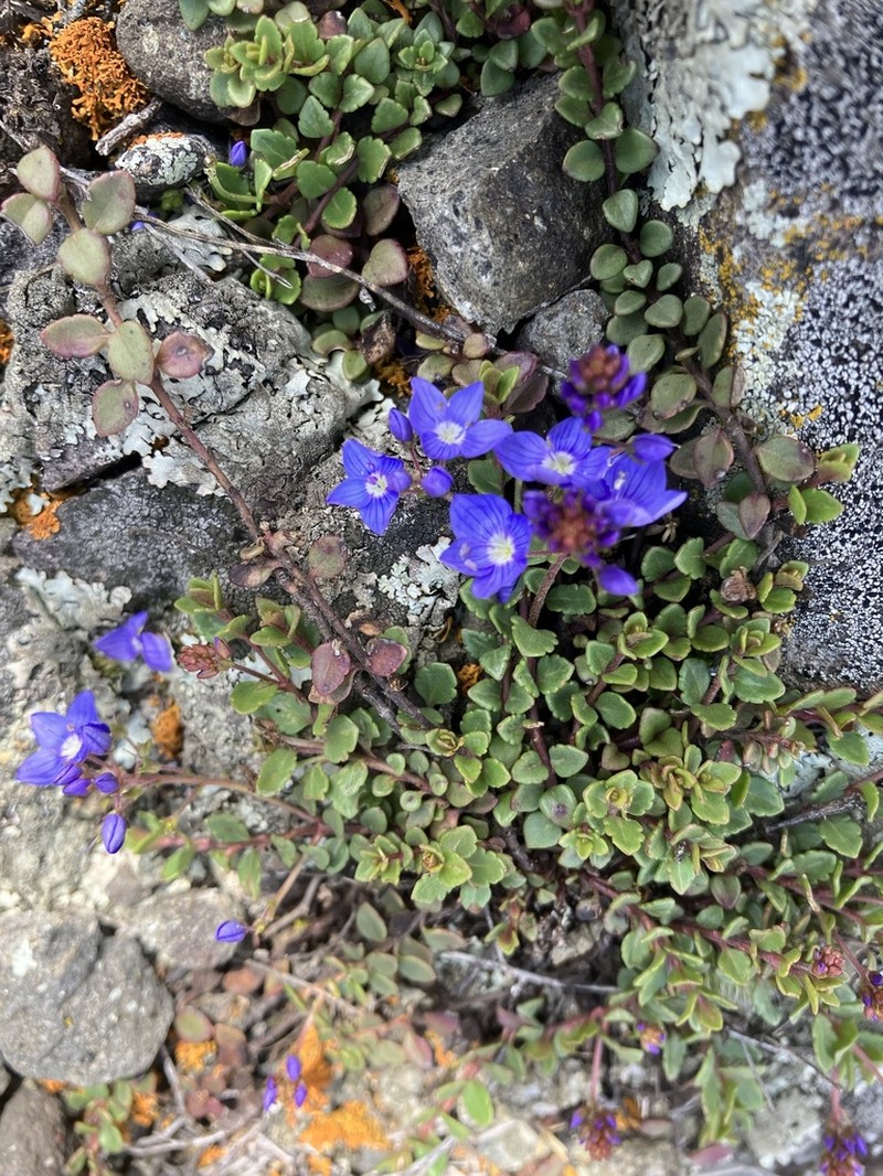 Veronica liwanensis photo 3