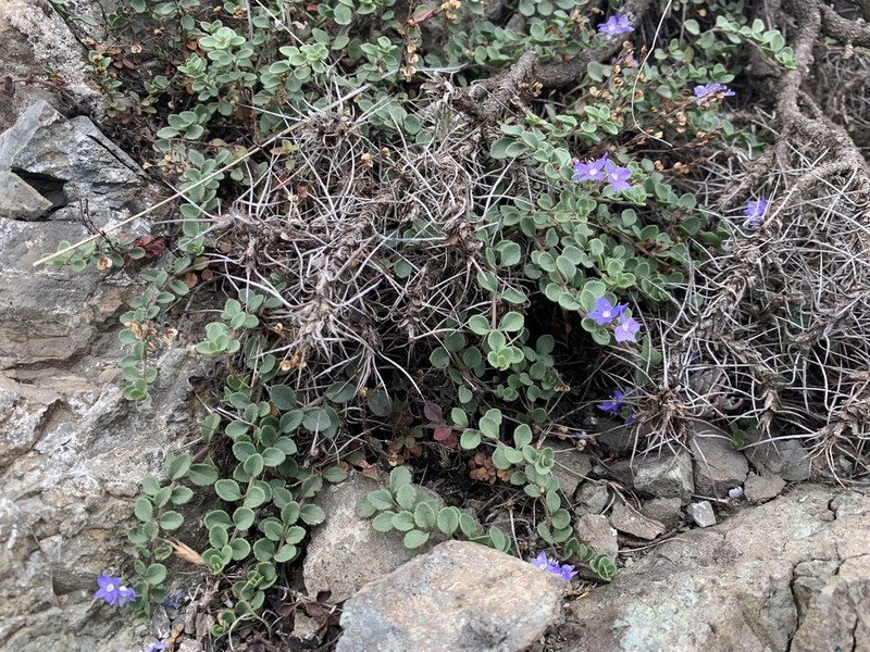 Veronica liwanensis photo 4