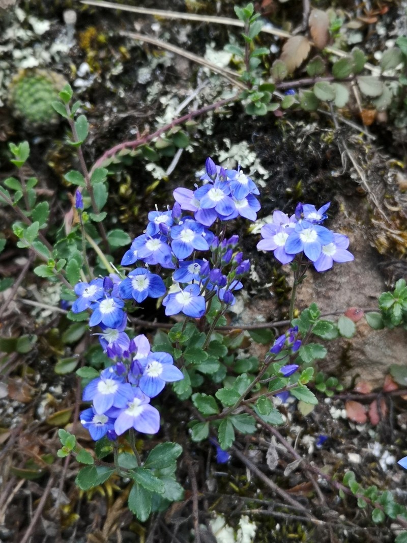 Veronica liwanensis photo 5