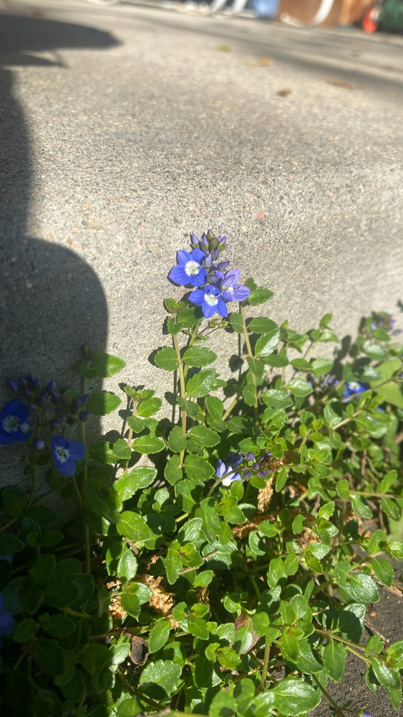 Veronica liwanensis photo 6