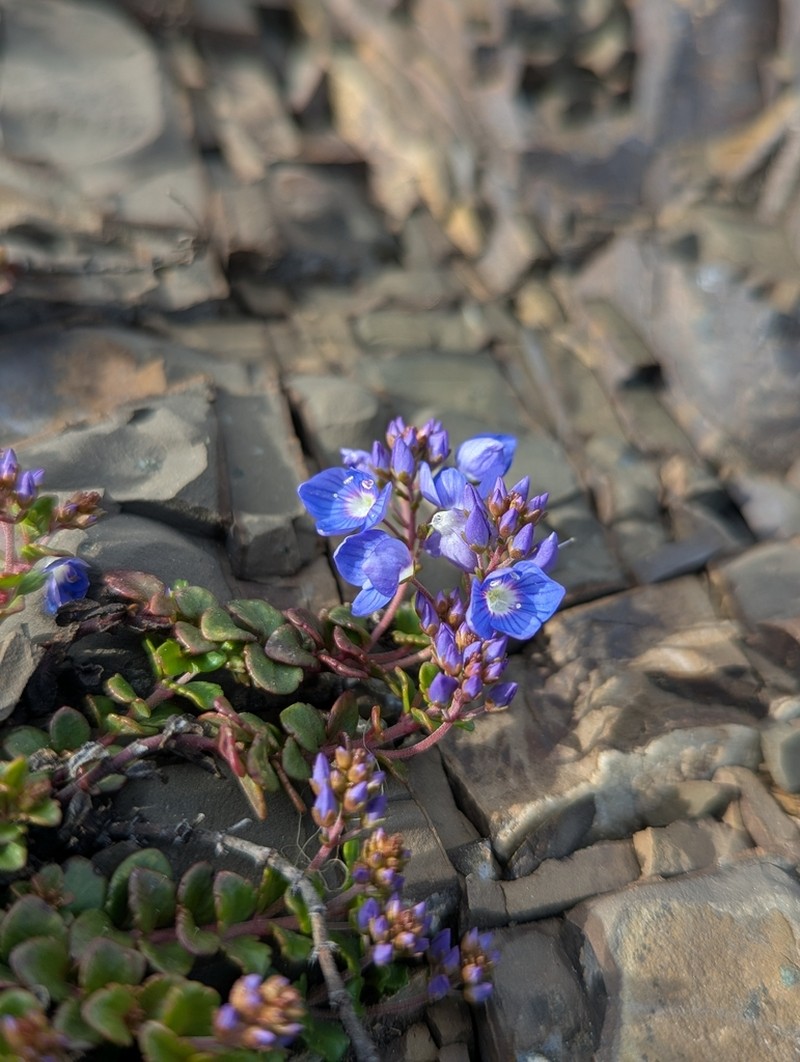 Veronica liwanensis photo 7