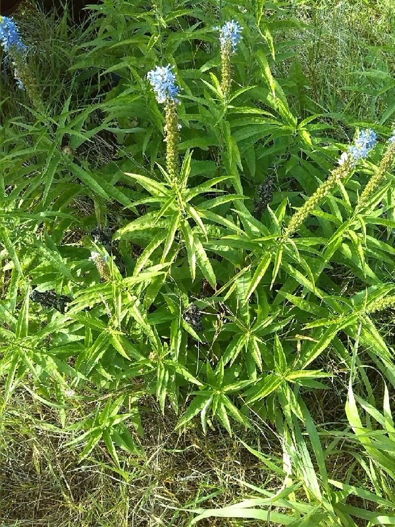 Longleaf Speedwell photo 5