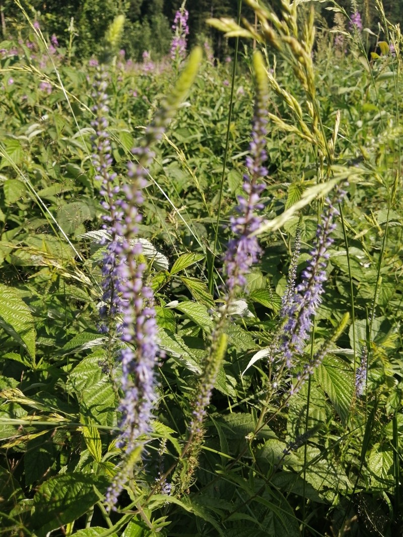 Longleaf Speedwell photo 6