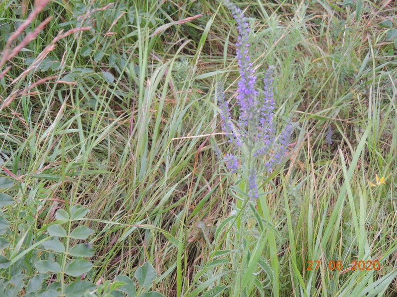 Longleaf Speedwell photo 7