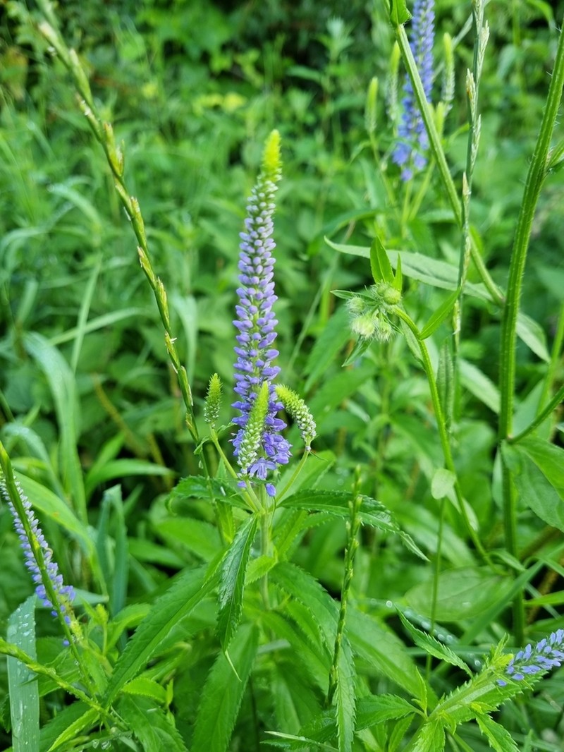 Longleaf Speedwell photo 8