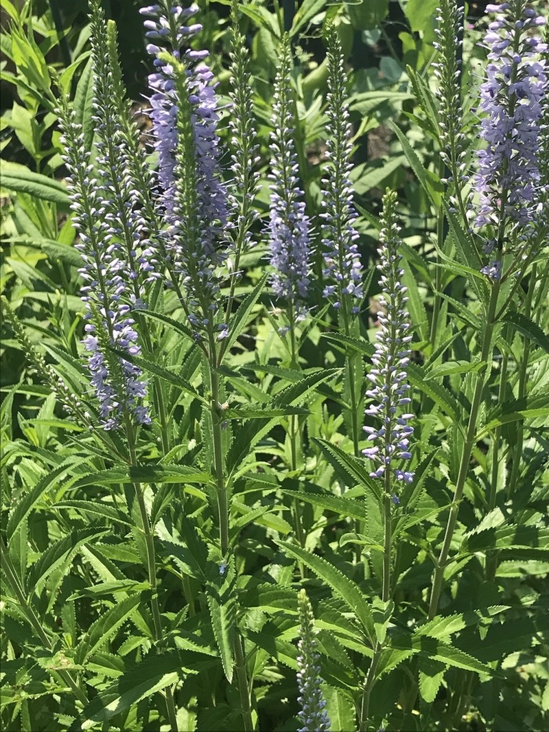 Longleaf Speedwell photo 9