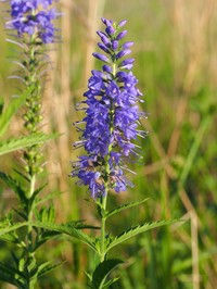 Longleaf Speedwell