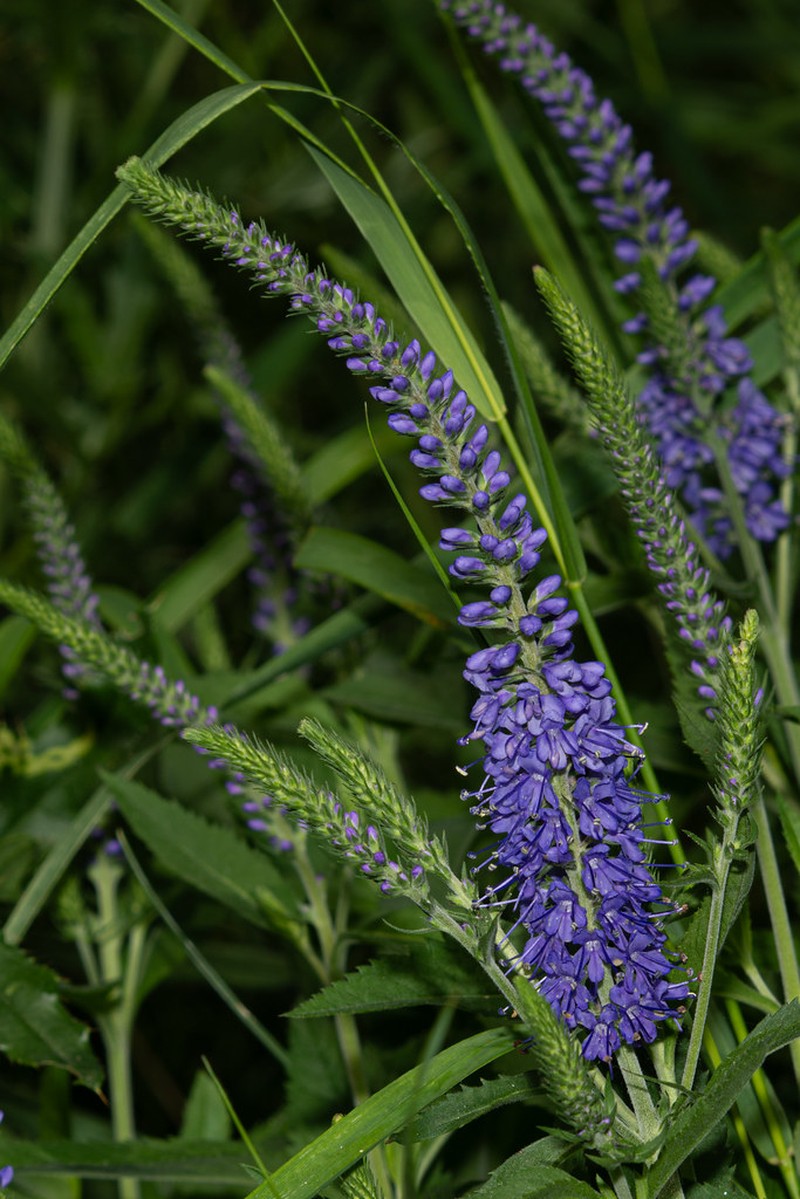 Veronica longifolia subsp. longifolia photo 2