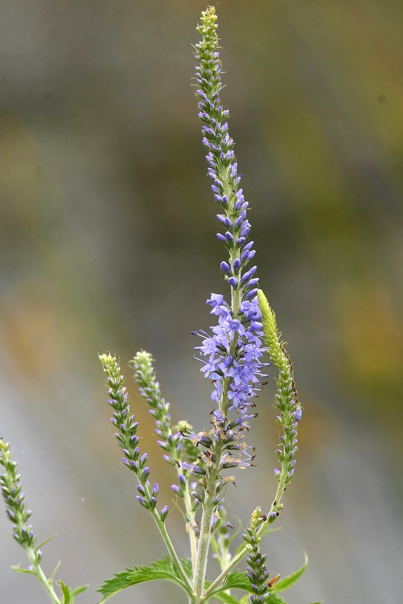 Veronica longifolia subsp. longifolia photo 3