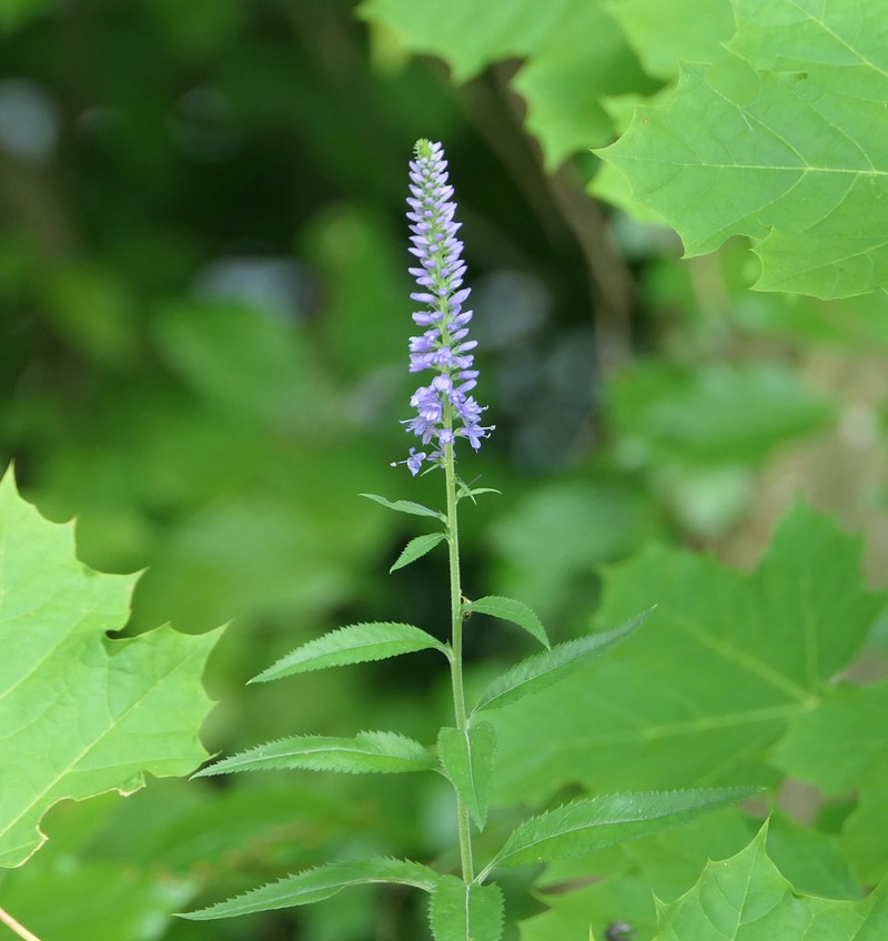 Veronica longifolia subsp. longifolia photo 4