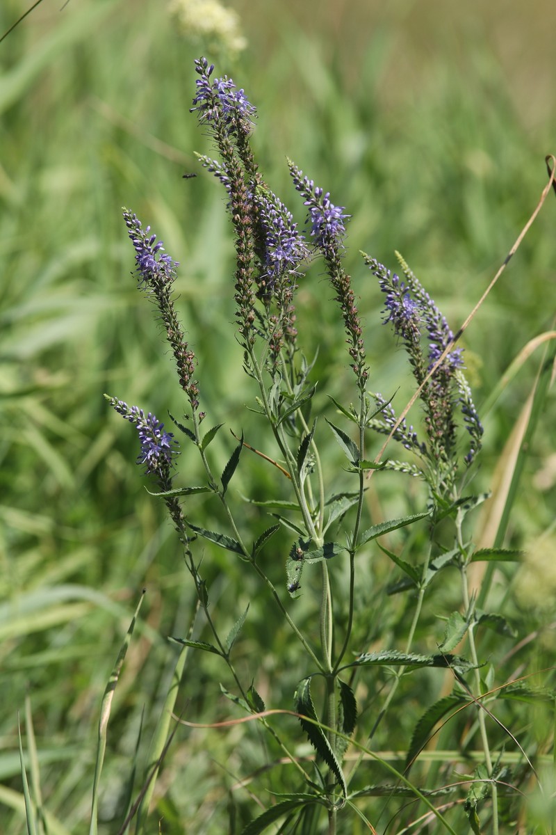 Veronica longifolia subsp. longifolia photo 5