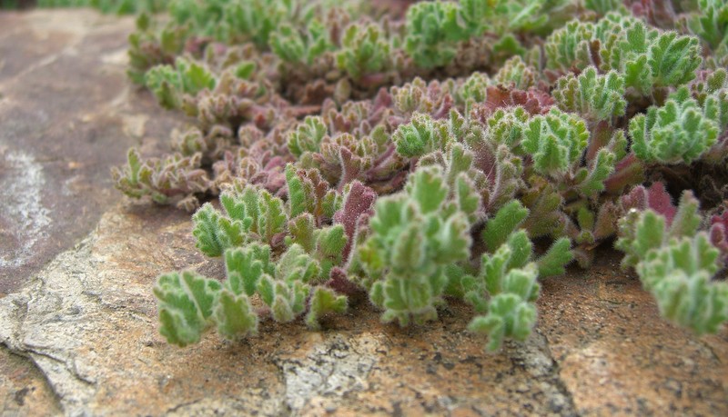 Veronica longifolia subsp. longifolia