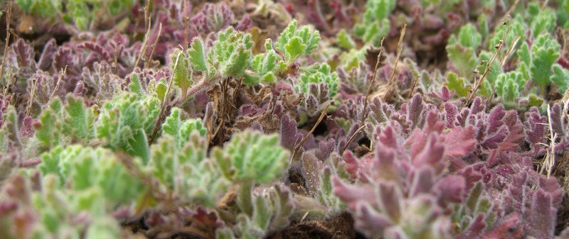 Veronica longifolia subsp. longifolia photo 6