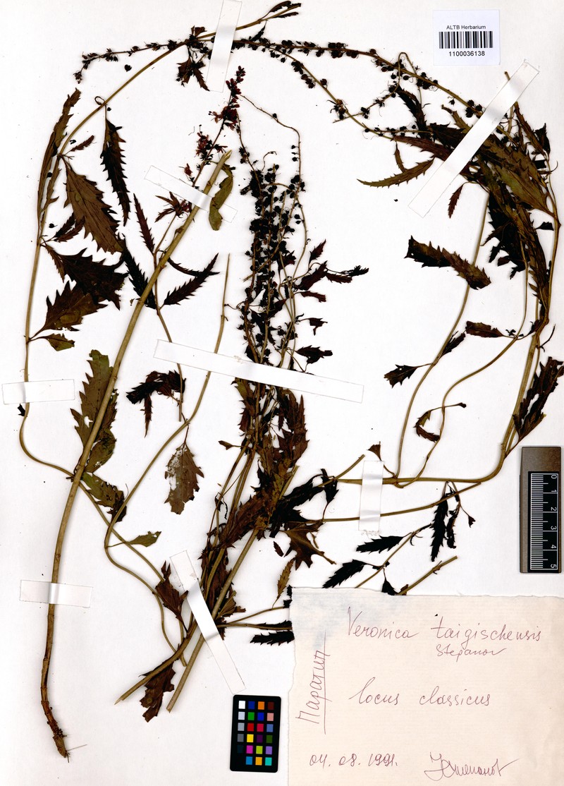 Veronica longifolia var. taigischensis
