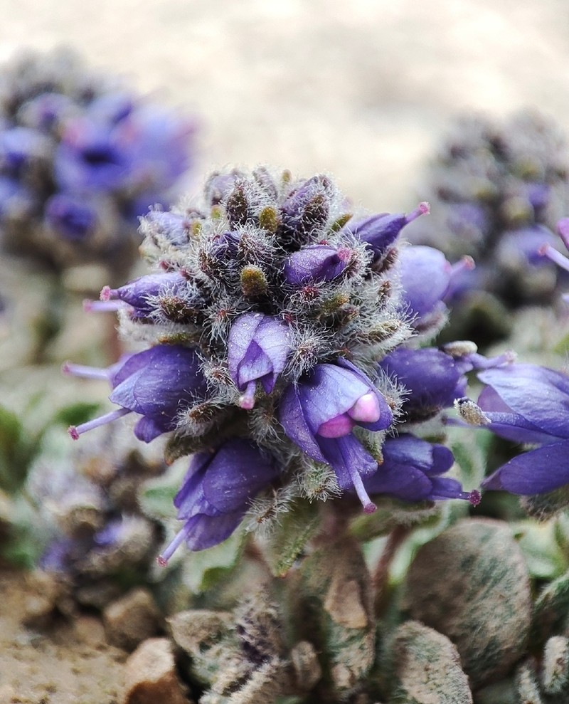 Veronica luetkeana