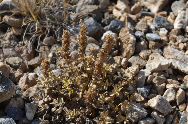 Veronica luetkeana photo 2