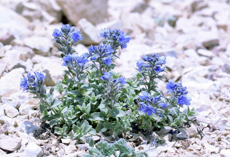 Veronica luetkeana photo 3