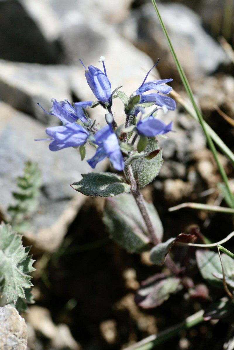 Veronica luetkeana photo 4