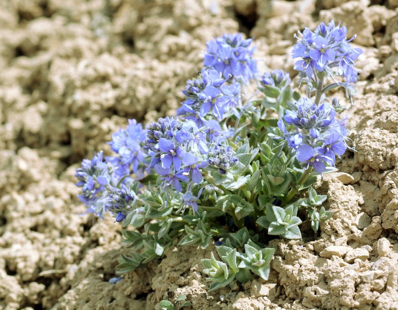 Veronica luetkeana photo 7