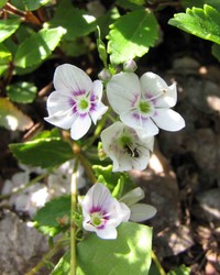 Veronica lyallii
