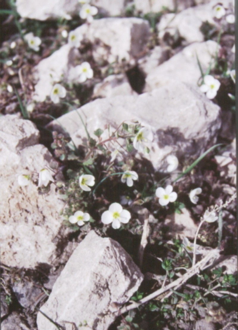 Veronica lycica