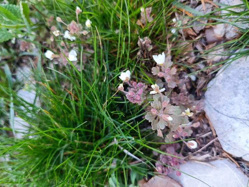 Veronica lycica photo 2