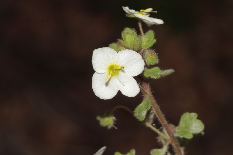 Veronica lycica photo 3