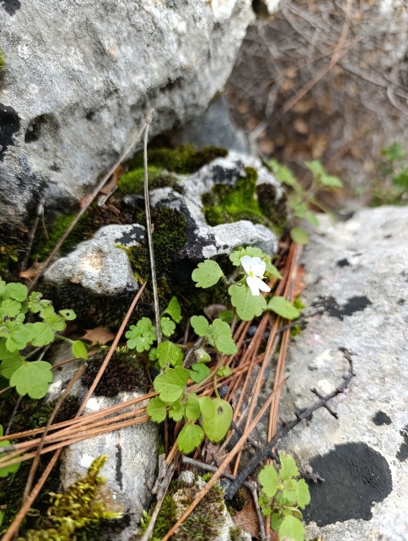 Veronica lycica photo 4