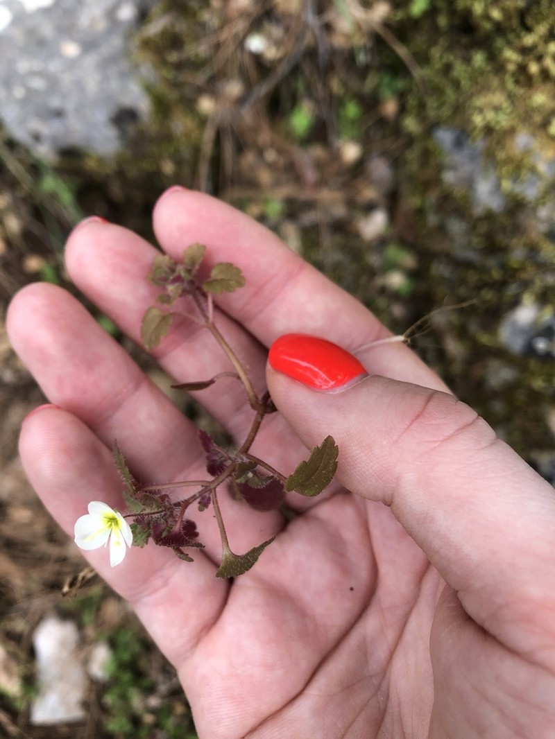 Veronica lycica photo 5
