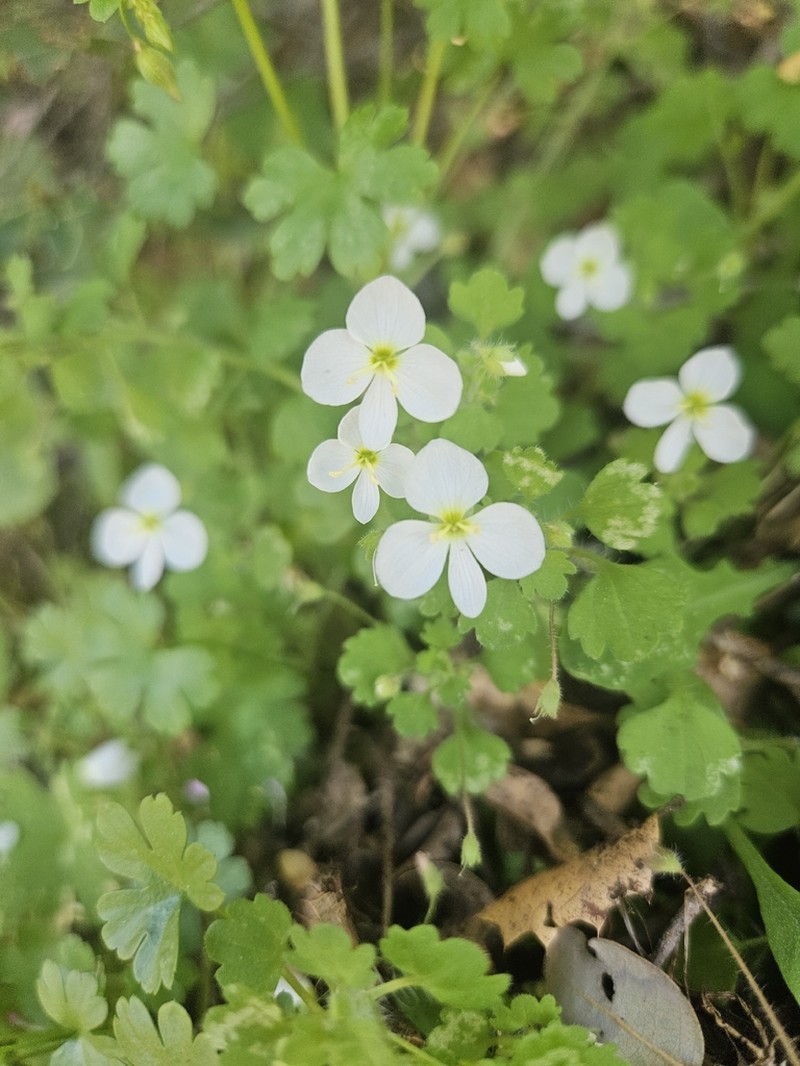 Veronica lycica photo 6
