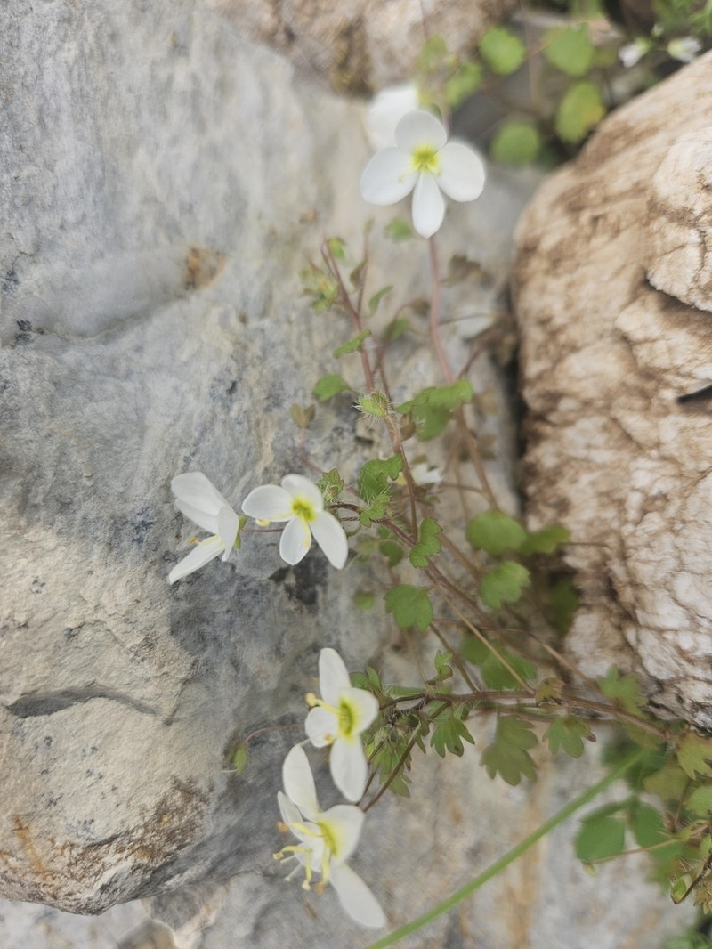 Veronica lycica photo 8