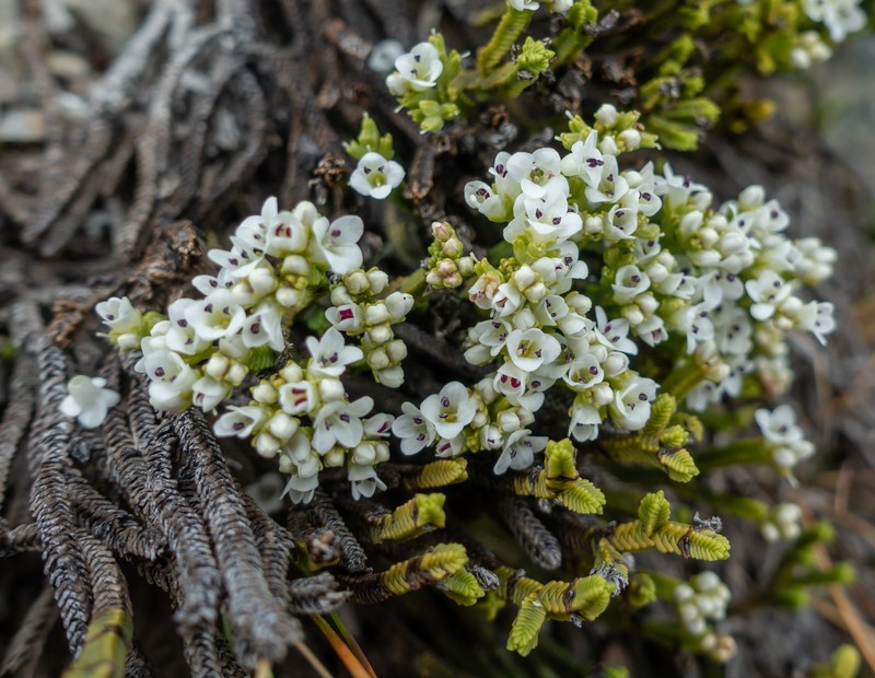 Veronica lycopodioides