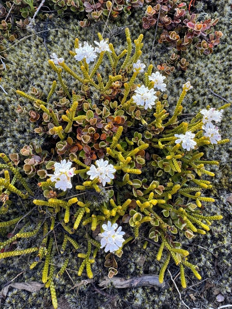 Veronica lycopodioides photo 2