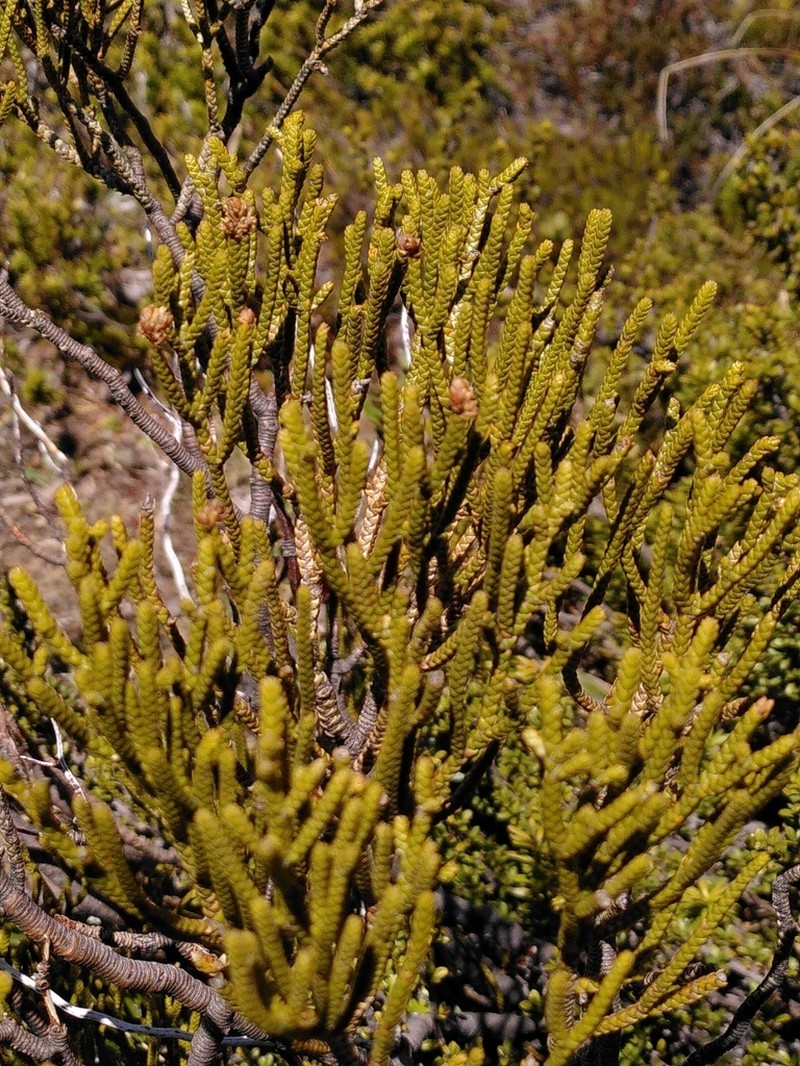 Veronica lycopodioides photo 3