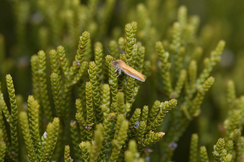 Veronica lycopodioides photo 4