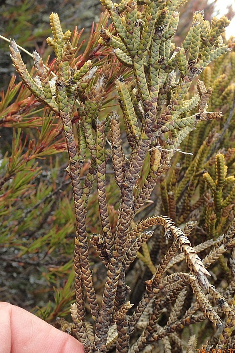 Veronica lycopodioides photo 5