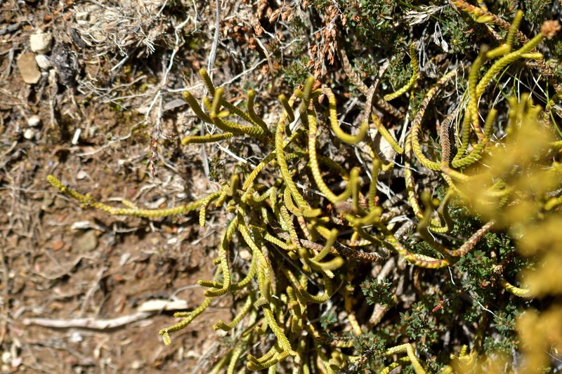 Veronica lycopodioides photo 6