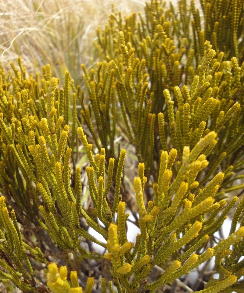 Veronica lycopodioides photo 7