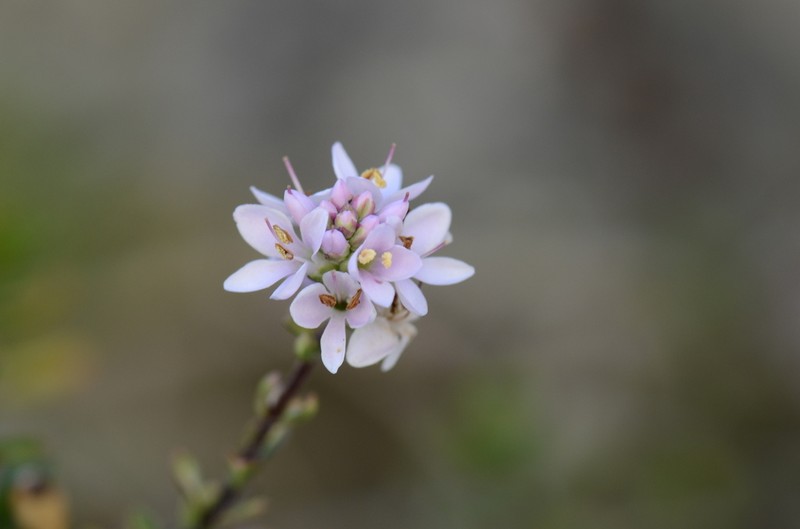 Veronica maccaskillii