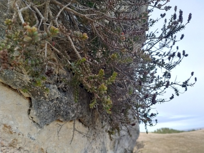 Veronica maccaskillii photo 2