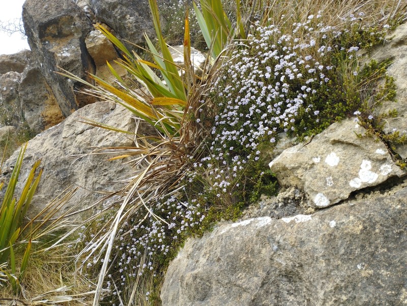 Veronica maccaskillii photo 3