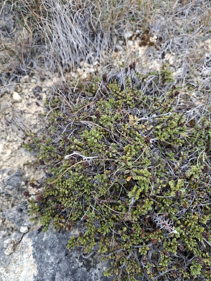 Veronica maccaskillii photo 6