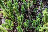 Veronica macrantha