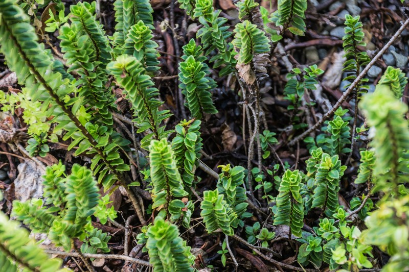 Veronica macrantha