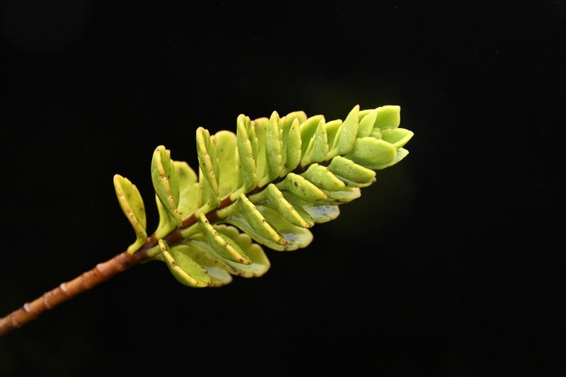 Veronica macrantha photo 2