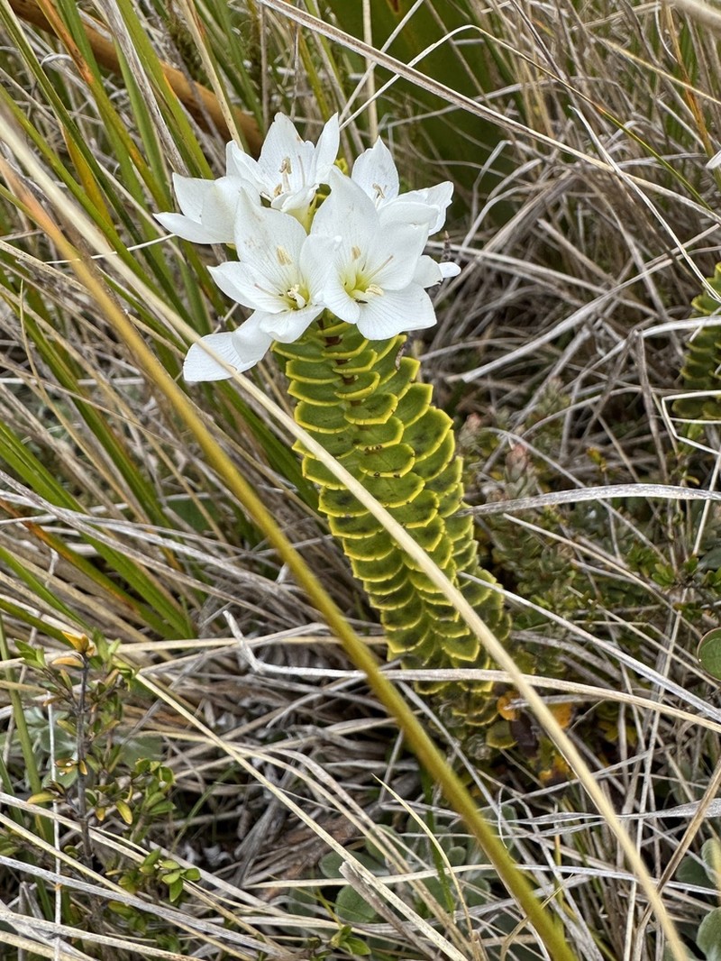 Veronica macrantha photo 3