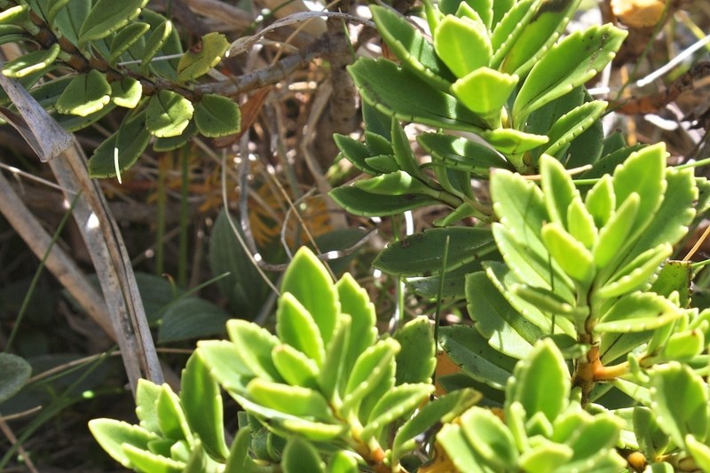Veronica macrantha photo 4